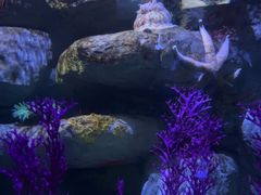 -瑞普利水族馆