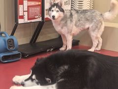 -和它·交个朋友·狗咖猫咖(爱琴海店)
