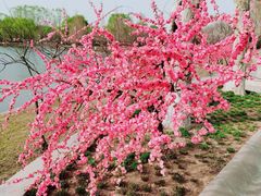 -石家庄市植物园