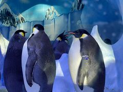 -海合安成都极地海洋公园