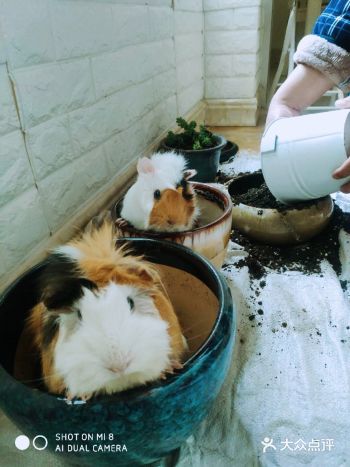 头大颈短，它们具有小的花瓣状耳朵，位于头顶的两侧