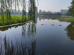 -莲花池公园