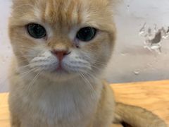 -李小姐の猫咖啡馆(五角场店)