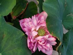 -莲花池公园