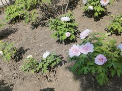 -黑龙江省森林植物园