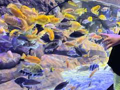 -上海海洋水族馆