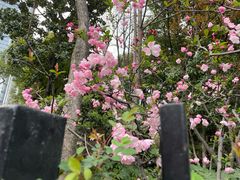 -静安公园(静安寺街道)