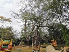 -瑞丽独树成林风景区