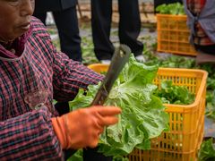 -食欲老院子荆芥疙瘩汤(经五路店)