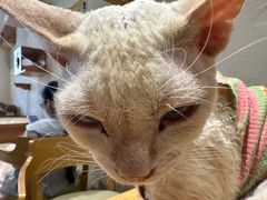 -藏猫猫咖啡主题馆(中央大道店)