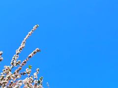 -海棠花溪(元大都城垣遗址公园)