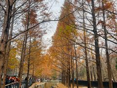 -白水寺森林公园