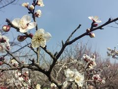 -香雪海