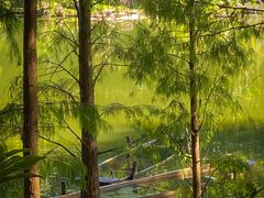 -深圳仙湖植物园