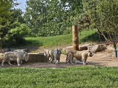 -北京野生动物园