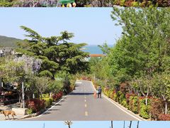 -崂山仰口游览区