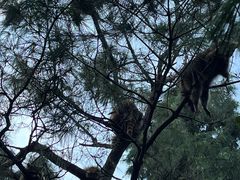 -云南野生动物园