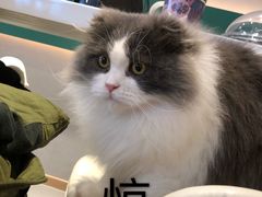 -飞行喵MR PILOT|猫舍·猫咖(静安大融城店)