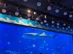 -烟台海昌鲸鲨海洋公园