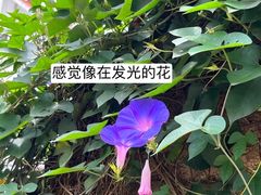 -集美学村