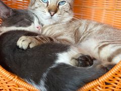 -Cappucimeow猫咪咖啡馆(韦伯时代店)