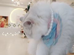 -共舞时光猫咖·狗咖(新街口店)