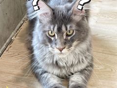 -十年猫舍·猫咪专门店(普陀店)