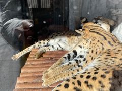 -石家庄市动物园