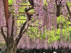 -嘉定紫藤园