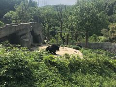 -都江堰中华大熊猫苑