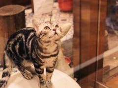 -more than meow吴止猫主题餐厅(承德 中船汇店)