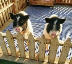 -萌宠亲子动物乐园(槐房万达店)