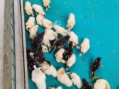 -广州长隆飞鸟乐园