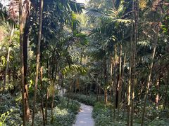 -深圳仙湖植物园