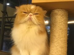-more than meow吴止猫主题餐厅(承德 中船汇店)