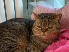 -纳吉亚猫专科动物医院博雅分院