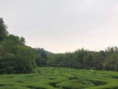 -大屏嶂森林公园