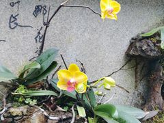 -东莞植物园