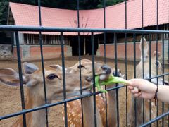 -大连森林动物园