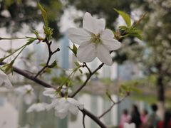 -西北湖绿化广场