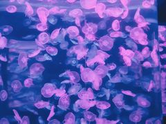 -乌鲁木齐海洋馆