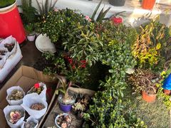 -龙大花卉苗木市场