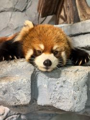 点击看大图 -Zoolung Zoolung动物主题公园(海信广场店)