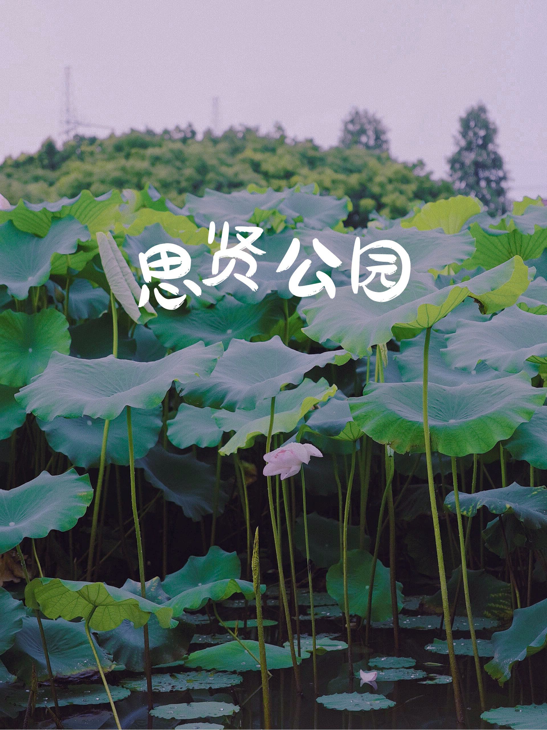 94松江思贤公园里的法式浪漫风情78免费
