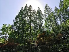 -徐家汇源景区-衡山公园