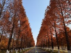 -黄海国家森林公园