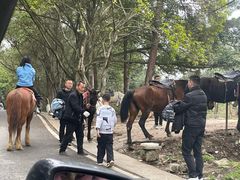 -铁山坪森林公园