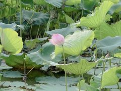 -艾溪湖湿地公园