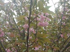 -天王浮山樱花园