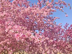 -永定河休闲森林公园